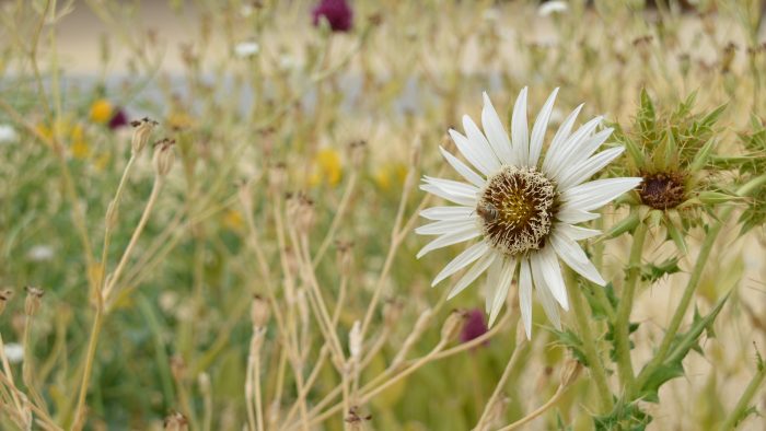 Galeriebild – Zum Vergrößern klicken: 